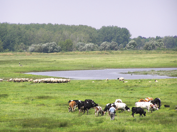 Go to Нова заштићена подручја у Војводини <br> ЕКОЛОГИЈА